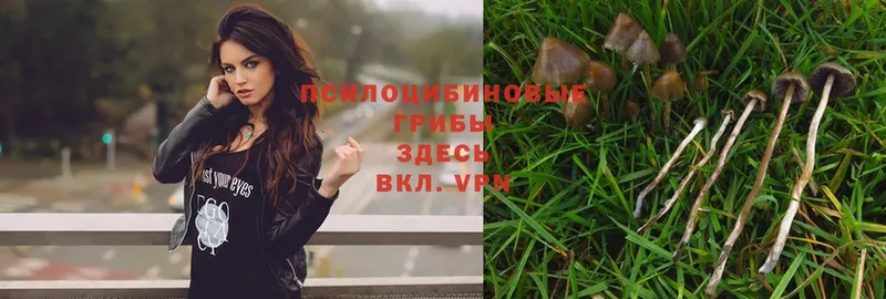 MEGA онион  где продают наркотики  Большой Камень  Псилоцибиновые грибы Psilocybe 